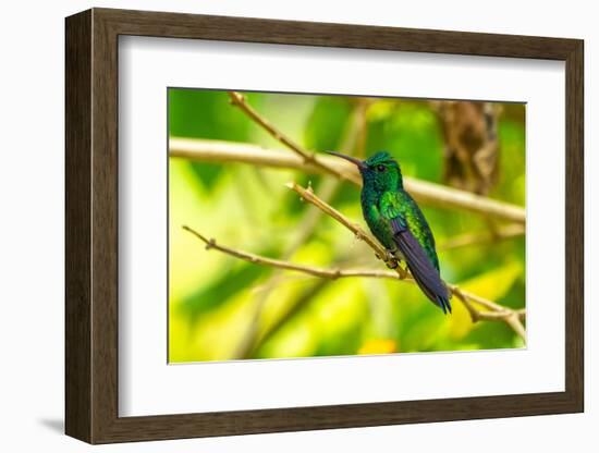 Trinidad. Blue-chinned sapphire hummingbird in Yerette refuge.-Jaynes Gallery-Framed Photographic Print