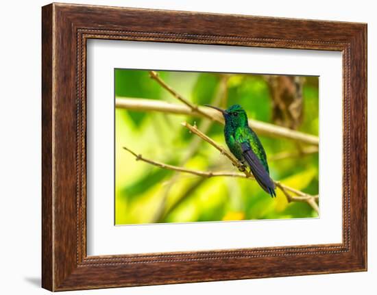 Trinidad. Blue-chinned sapphire hummingbird in Yerette refuge.-Jaynes Gallery-Framed Photographic Print