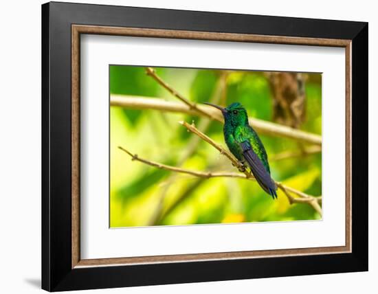 Trinidad. Blue-chinned sapphire hummingbird in Yerette refuge.-Jaynes Gallery-Framed Photographic Print