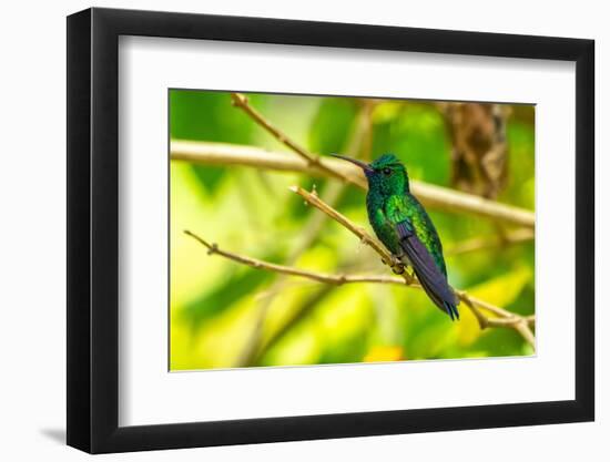 Trinidad. Blue-chinned sapphire hummingbird in Yerette refuge.-Jaynes Gallery-Framed Photographic Print