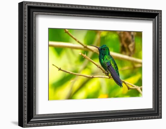 Trinidad. Blue-chinned sapphire hummingbird in Yerette refuge.-Jaynes Gallery-Framed Photographic Print