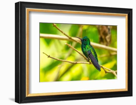 Trinidad. Blue-chinned sapphire hummingbird in Yerette refuge.-Jaynes Gallery-Framed Photographic Print