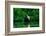 Trinidad, Caroni Swamp. American flamingo in flight.-Jaynes Gallery-Framed Photographic Print