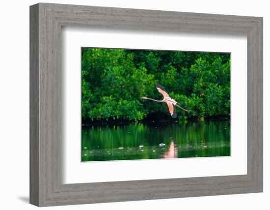 Trinidad, Caroni Swamp. American flamingo in flight.-Jaynes Gallery-Framed Photographic Print