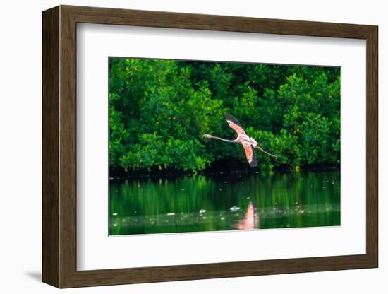 Trinidad, Caroni Swamp. American flamingo in flight.-Jaynes Gallery-Framed Photographic Print
