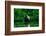 Trinidad, Caroni Swamp. American flamingo in flight.-Jaynes Gallery-Framed Photographic Print