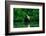 Trinidad, Caroni Swamp. American flamingo in flight.-Jaynes Gallery-Framed Photographic Print