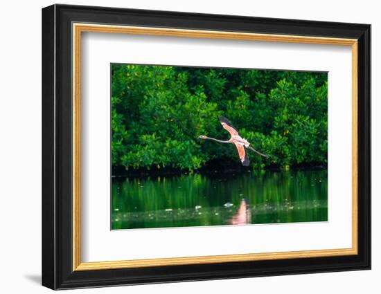 Trinidad, Caroni Swamp. American flamingo in flight.-Jaynes Gallery-Framed Photographic Print