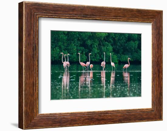 Trinidad, Caroni Swamp. American flamingos feeding.-Jaynes Gallery-Framed Photographic Print