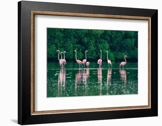 Trinidad, Caroni Swamp. American flamingos feeding.-Jaynes Gallery-Framed Photographic Print