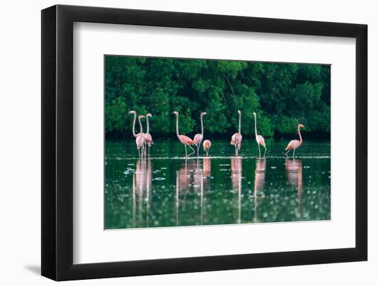 Trinidad, Caroni Swamp. American flamingos feeding.-Jaynes Gallery-Framed Photographic Print