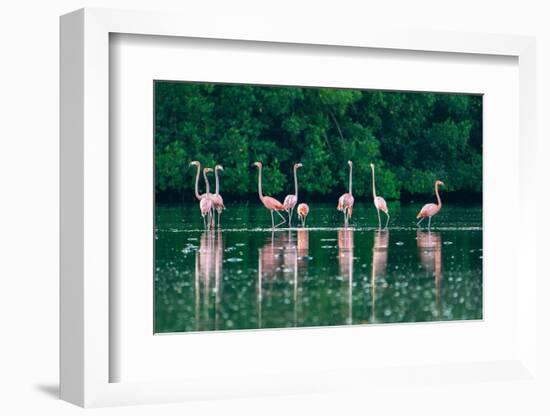 Trinidad, Caroni Swamp. American flamingos feeding.-Jaynes Gallery-Framed Photographic Print