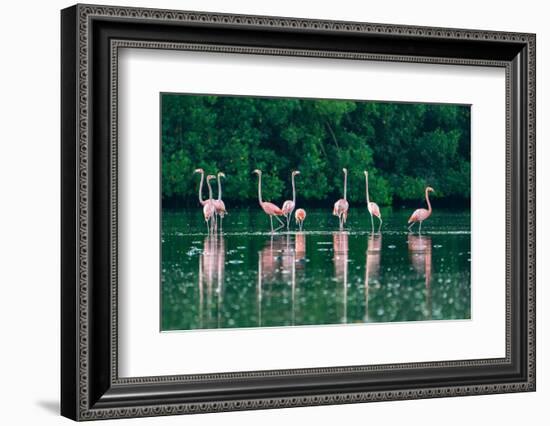 Trinidad, Caroni Swamp. American flamingos feeding.-Jaynes Gallery-Framed Photographic Print