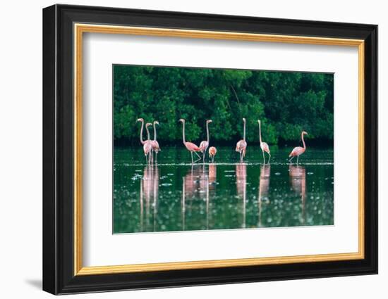 Trinidad, Caroni Swamp. American flamingos feeding.-Jaynes Gallery-Framed Photographic Print