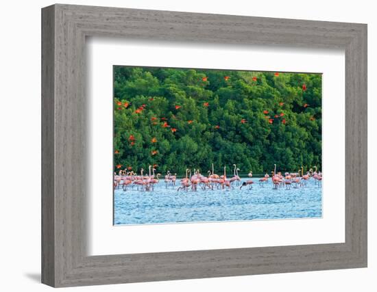 Trinidad, Caroni Swamp. Scarlet ibis birds flying over American flamingos.-Jaynes Gallery-Framed Photographic Print