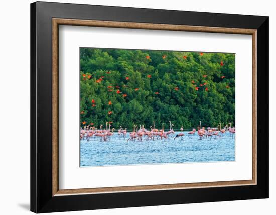 Trinidad, Caroni Swamp. Scarlet ibis birds flying over American flamingos.-Jaynes Gallery-Framed Photographic Print