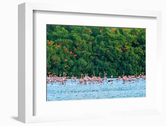 Trinidad, Caroni Swamp. Scarlet ibis birds flying over American flamingos.-Jaynes Gallery-Framed Photographic Print