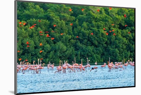 Trinidad, Caroni Swamp. Scarlet ibis birds flying over American flamingos.-Jaynes Gallery-Mounted Photographic Print