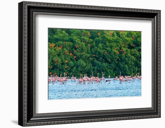 Trinidad, Caroni Swamp. Scarlet ibis birds flying over American flamingos.-Jaynes Gallery-Framed Photographic Print