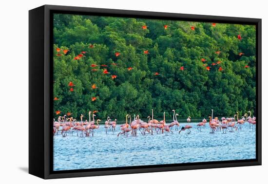 Trinidad, Caroni Swamp. Scarlet ibis birds flying over American flamingos.-Jaynes Gallery-Framed Premier Image Canvas