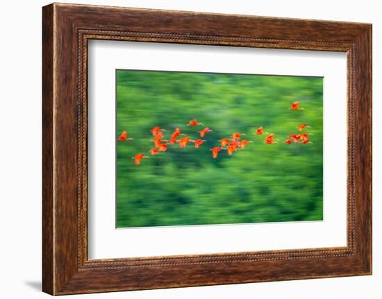 Trinidad, Caroni Swamp. Scarlet ibis birds in flight.-Jaynes Gallery-Framed Photographic Print