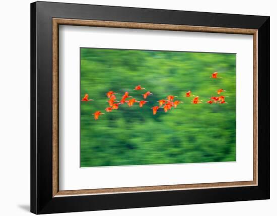 Trinidad, Caroni Swamp. Scarlet ibis birds in flight.-Jaynes Gallery-Framed Photographic Print