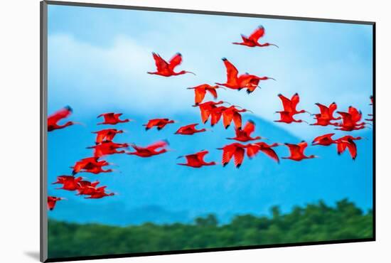 Trinidad, Caroni Swamp. Scarlet ibis birds in flight.-Jaynes Gallery-Mounted Photographic Print