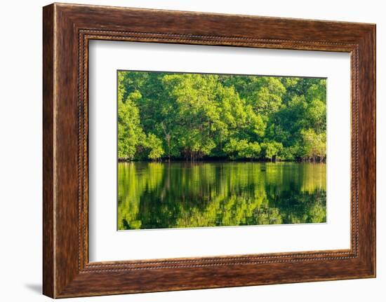 Trinidad, Caroni Swamp. Sunrise landscape of swamp and mangrove trees.-Jaynes Gallery-Framed Photographic Print