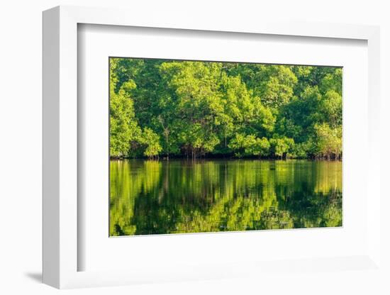 Trinidad, Caroni Swamp. Sunrise landscape of swamp and mangrove trees.-Jaynes Gallery-Framed Photographic Print