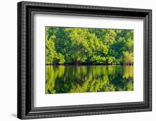 Trinidad, Caroni Swamp. Sunrise landscape of swamp and mangrove trees.-Jaynes Gallery-Framed Photographic Print