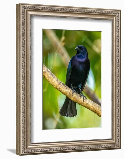 Trinidad. Close-up of shiny cowbird on limb.-Jaynes Gallery-Framed Photographic Print