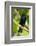 Trinidad. Close-up of shiny cowbird on limb.-Jaynes Gallery-Framed Photographic Print