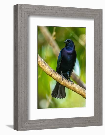 Trinidad. Close-up of shiny cowbird on limb.-Jaynes Gallery-Framed Photographic Print