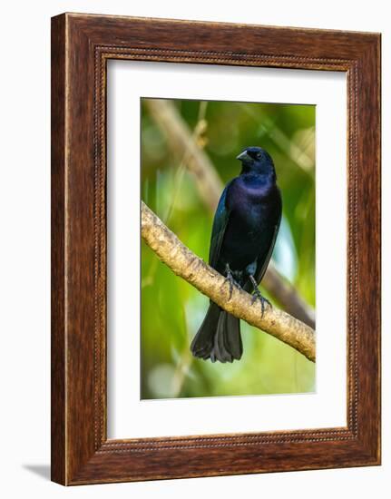 Trinidad. Close-up of shiny cowbird on limb.-Jaynes Gallery-Framed Photographic Print