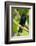 Trinidad. Close-up of shiny cowbird on limb.-Jaynes Gallery-Framed Photographic Print