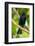 Trinidad. Close-up of shiny cowbird on limb.-Jaynes Gallery-Framed Photographic Print