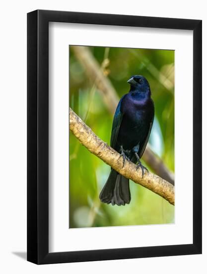 Trinidad. Close-up of shiny cowbird on limb.-Jaynes Gallery-Framed Photographic Print