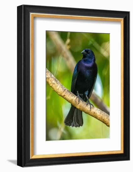 Trinidad. Close-up of shiny cowbird on limb.-Jaynes Gallery-Framed Photographic Print