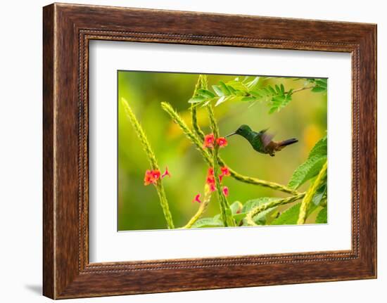Trinidad. Copper-rumped hummingbird feeding on flowers.-Jaynes Gallery-Framed Photographic Print