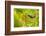 Trinidad. Copper-rumped hummingbird feeding on flowers.-Jaynes Gallery-Framed Photographic Print