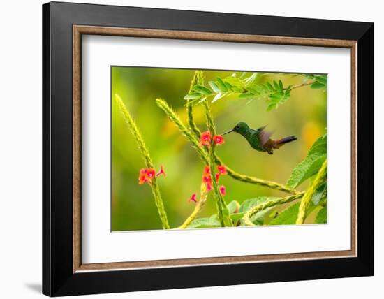 Trinidad. Copper-rumped hummingbird feeding on flowers.-Jaynes Gallery-Framed Photographic Print