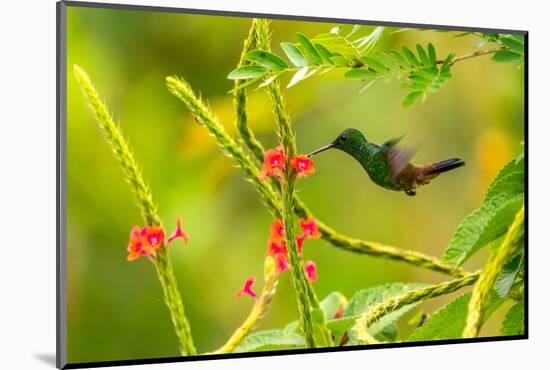 Trinidad. Copper-rumped hummingbird feeding on flowers.-Jaynes Gallery-Mounted Photographic Print