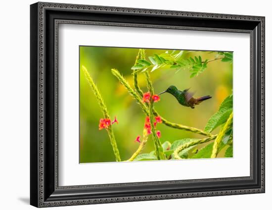 Trinidad. Copper-rumped hummingbird feeding on flowers.-Jaynes Gallery-Framed Photographic Print