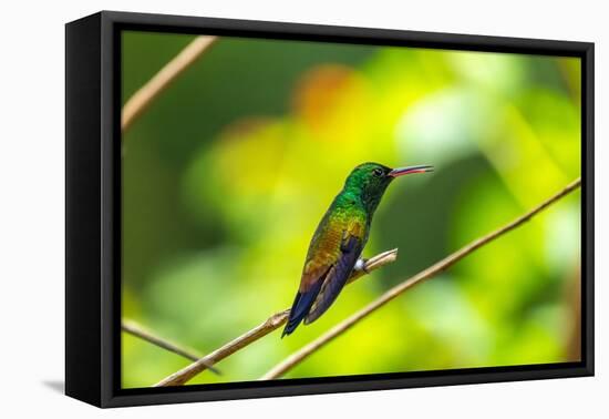 Trinidad. Copper-rumped hummingbird in Yerette refuge.-Jaynes Gallery-Framed Premier Image Canvas