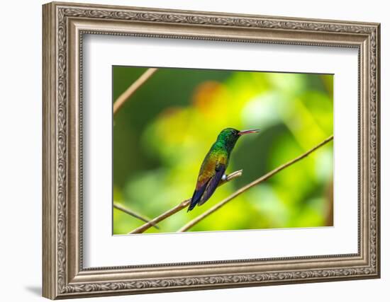 Trinidad. Copper-rumped hummingbird in Yerette refuge.-Jaynes Gallery-Framed Photographic Print