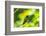 Trinidad. Copper-rumped hummingbird in Yerette refuge.-Jaynes Gallery-Framed Photographic Print