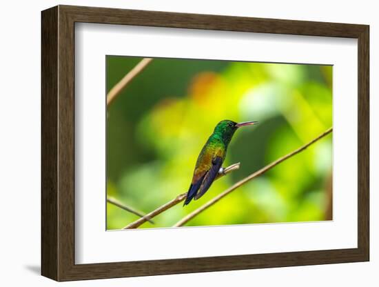 Trinidad. Copper-rumped hummingbird in Yerette refuge.-Jaynes Gallery-Framed Photographic Print