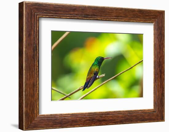 Trinidad. Copper-rumped hummingbird in Yerette refuge.-Jaynes Gallery-Framed Photographic Print