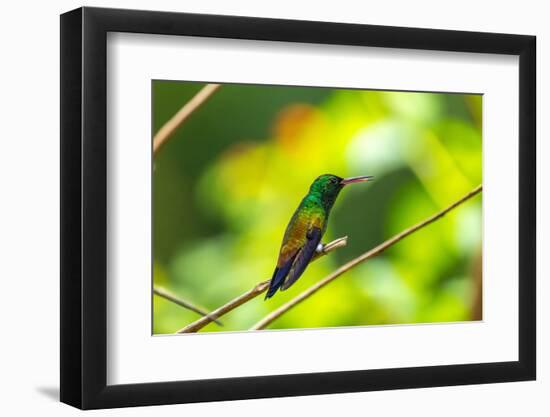 Trinidad. Copper-rumped hummingbird in Yerette refuge.-Jaynes Gallery-Framed Photographic Print