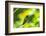 Trinidad. Copper-rumped hummingbird in Yerette refuge.-Jaynes Gallery-Framed Photographic Print